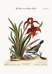 Blåbukfinken. Narcissus Jacobea, 1749-73